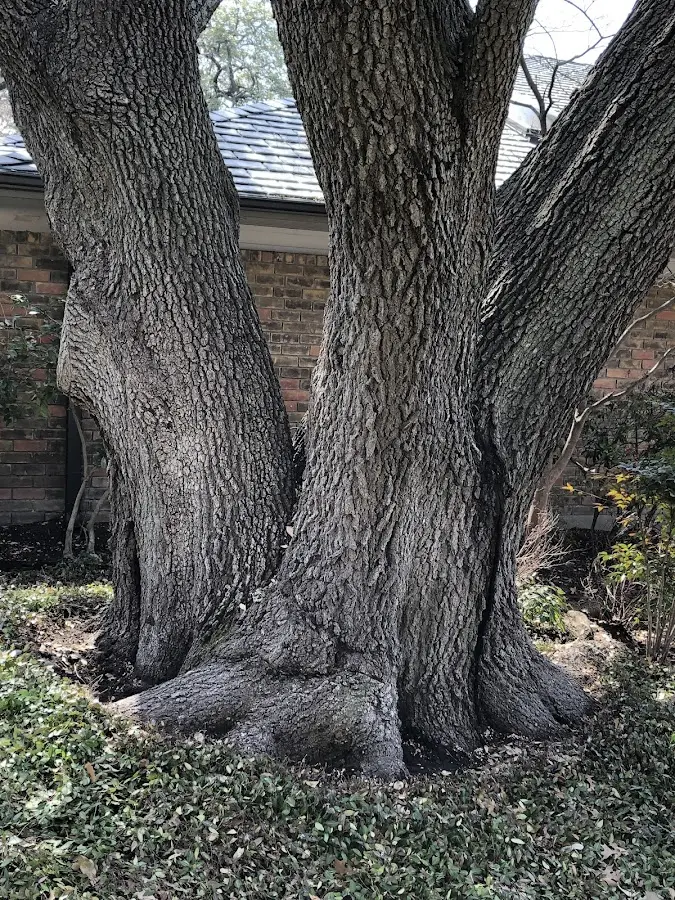 Mature heritage tree close to a Playa Del Rey property cared for by certified arborists